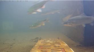2原因新店溪香魚數量減少 毛蟹降海現蹤碧潭堰