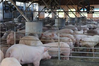 高雄青創補助助力畜牧業 母豬懷孕率飆至80％
