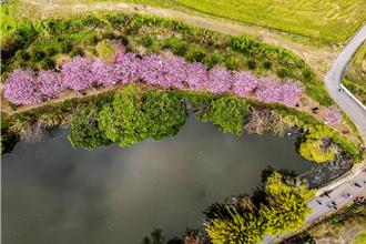 新竹平地櫻花搶先綻放 關西坪林祕境吸客打卡