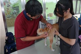 屏东县犬猫免费施打狂犬病疫苗 2月巡迴4乡时间表出炉