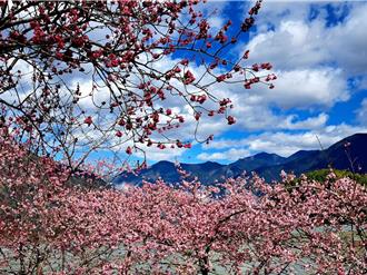 南投草坪頭櫻李爭妍 九族枝垂櫻盛開 八重櫻最佳賞花期曝