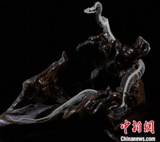 中新社東西問》蛇年說蛇，中外蛇文化考古研究有何進展？（呂鵬）