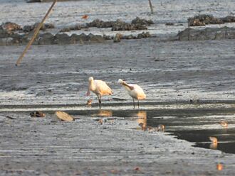 挖子尾賞鳥走春 把握黃金時段