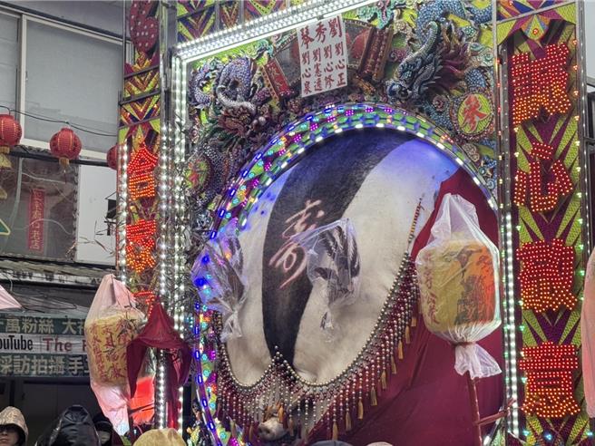 新北市三峡赛神猪祭今（3）日在三峡祖师庙登场，贰等奖为刘家铭所养神猪，重达1004台斤。（柯毓庭摄）