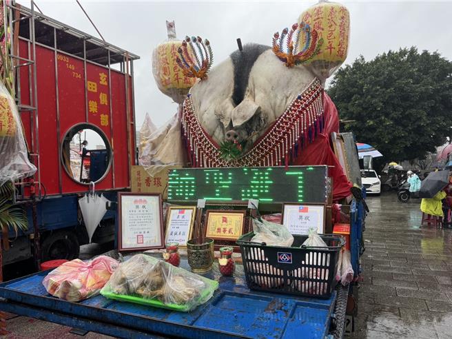 新北市三峡赛神猪祭今（3）日在三峡祖师庙登场，参等奖为刘秀琴所养神猪，重达893台斤。（柯毓庭摄）