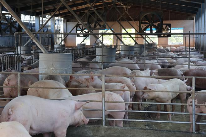 「合宇興」與養豬牧場配合，致力推廣母豬超音波測孕、豬隻疾病防治、診斷與疫苗施打等。攝於阿蓮區永豐畜牧場。（圖／高市府青年局）
