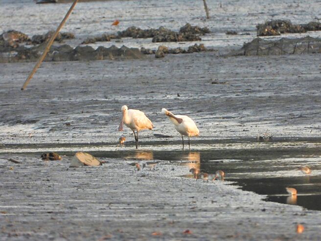 2月2日為世界溼地日，新北市農業局邀請民眾趁候鳥聚集的高峰期，到挖子尾自然保留區賞鳥。（新北市農業局提供／賀培晏新北傳真）