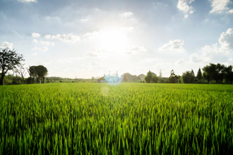 立春將至！陸科技護航冬小麥 無人機作業促生長