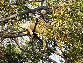 嘉義縣擴大招募「獵龍大隊」！想加入先要有1條件