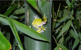 嘉義農民攜手社區護蛙保鳥 「生態薪水」助力保育行動