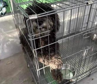 流浪黑貴賓罹乳腺瘤險無家 新北動保處助牠重生找幸福