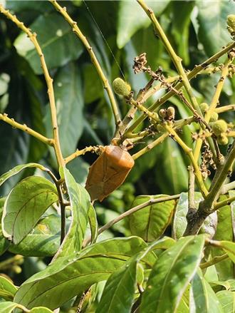 荔枝估下月開花 農業局籲快投藥防椿象護蜜蜂