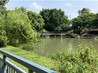 新竹公園人氣灰鵝明星「鵝寶」失蹤 居民憂：遭人抓去進補