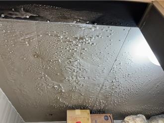 糧倉變鼠窩？台北餐廳老鼠橫行 店家回應再掀怒火