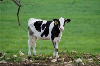消費者回歸「天然食物」？全脂乳製品在英國銷售量大增