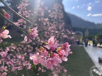 九族櫻花祭開跑！山櫻花和枝垂櫻搶先報到 