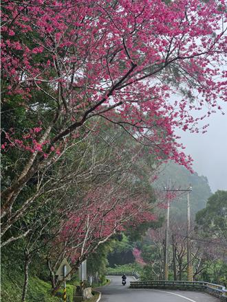 櫻花盛開 屏東霧台力推春遊 部落遊程搭配市集