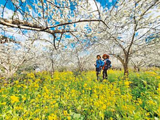 南投 草坪頭櫻李爭妍 九族枝垂櫻開