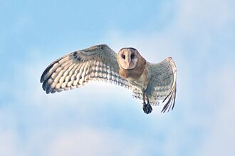 搶救草鴞 NGO反開發沙崙農場