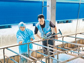 高雄青創助攻 科技養豬添收益
