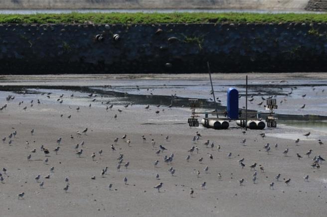 农业部生物多样性研究所利用光电板的光谱反射特性及Sentinel-2卫星数据集快速监测沿海光电案场时空分布，并指出光电设施与水鸟栖息地重迭，可能对鸟类族群产生负面影响，其中被列为高生态敏感区的台南七股区渔电共生快速扩展，鱼塭内非水域面积大幅提升。（农业部提供／蔡佩珈台北传真）