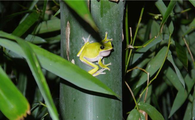 去年林业署嘉义分署诸罗树蛙生态服务计付共有18位笋农、11.7公顷参与「友善农地给付」。(林业署嘉义分署提供／吕妍庭嘉义传真)