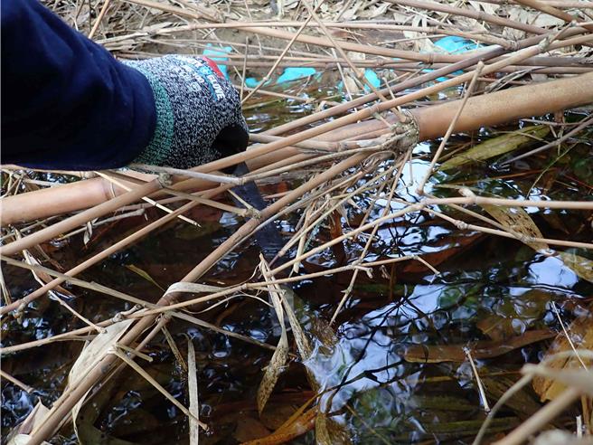农友会在田区营造暂时性水域提供诸罗树蛙及其他蛙类利用。(林业署嘉义分署提供／吕妍庭嘉义传真)