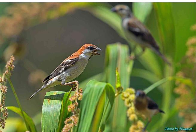 全台山麻雀族群数量大幅减少剩2000只左右。(林业署嘉义分署提供／吕妍庭嘉义传真)