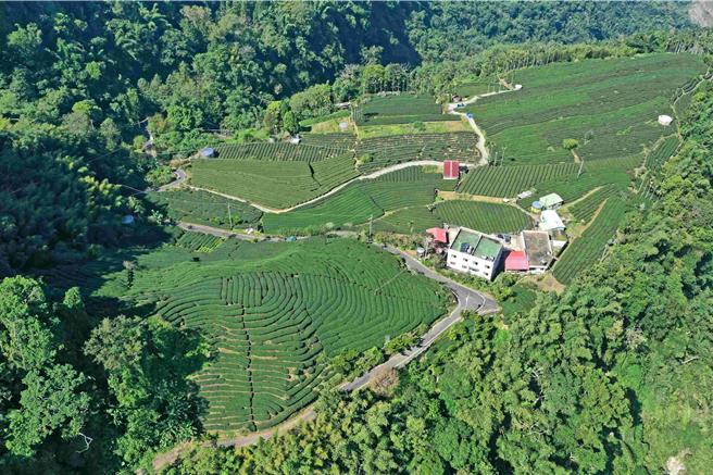瑞峰村申请山麻雀生态服务给付的茶园广阔。(林业署嘉义分署提供／吕妍庭嘉义传真)