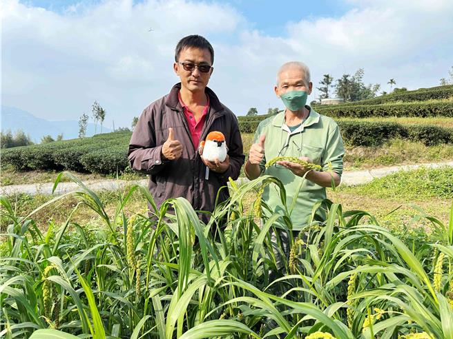 位于瑞峰村倒蕉山的农友郑顺嘉申请山麻雀生态服务给付协助种植小米，补充山麻雀食源。(林业署嘉义分署提供／吕妍庭嘉义传真)
