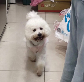 捕获「呆萌棉花糖」惊现派出所！大安警1招让牠重回主人怀抱