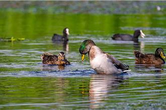 賞鳥天堂！龍鑾潭發現93種鳥類 身障者也能輕鬆賞鳥