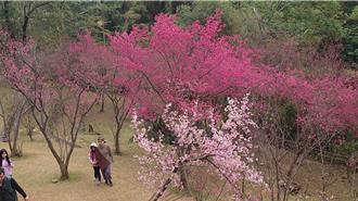  桃園北橫櫻花盛開！賞櫻地圖12處絕美景點一次看
