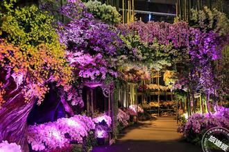 3月台南蜀葵花、木棉花等繁花盛開 國際蘭展3月臺南後壁登場