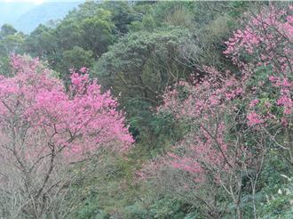 春節賞花首選！新北三芝櫻花海盛開 2月中進入最佳觀賞期