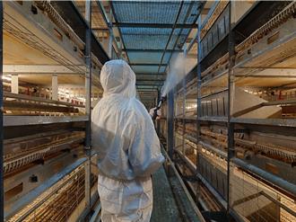 台南今年第4例禽流感！后壁蛋鸡场3万2366只全扑杀