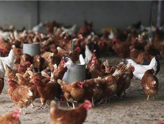 爆禽流感！彰化、台南蛋鸡场沦陷 6.2万只鸡遭扑杀