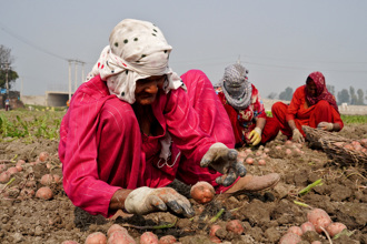 印度農民哭了！ 政府擋不住1農產品進口 價格崩盤好心酸