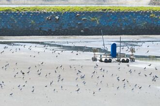 七股光電案場增 黑琵少近200隻