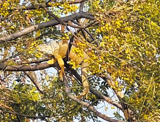嘉縣 綠鬣蜥獵龍大隊 首創保證金制