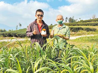 嘉縣 護樹蛙、山麻雀 獲75萬生態薪水