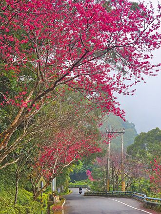 屏東 霧台櫻花展嬌顏 邀民春遊共賞