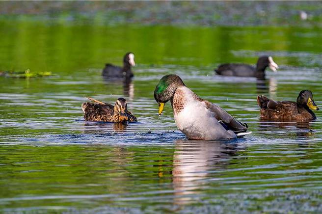 墾丁國家公園龍鑾潭是恆春半島最大淡水湖泊區，也是台灣南部最重要的雁鴨科鳥類度冬棲地，圖為龍鑾潭綠頭鴨。（墾管處提供／羅琦文屏東傳真）