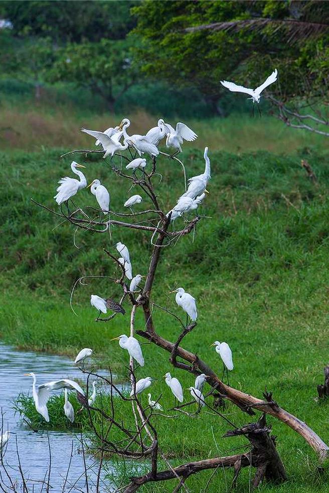 墾丁國家公園龍鑾潭是恆春半島最大淡水湖泊區，也是台灣南部最重要的雁鴨科鳥類度冬棲地，圖為龍鑾潭白鷺鷥。（墾管處提供／羅琦文屏東傳真）