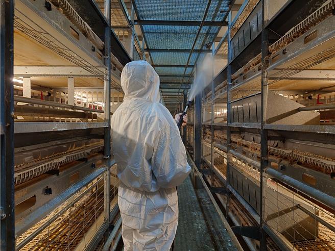 动物防疫人员进行鸡舍消毒。（台南市动保处提供／张毓翎台南传真）