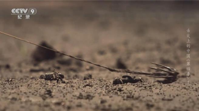 舌尖上的中国时隔七年推第四季有何新鲜？图为海滩荡蟹。（大陆央视）