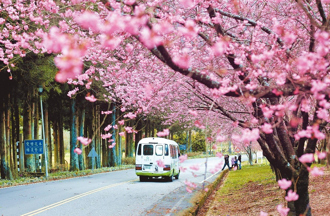 2025櫻花季開追！全台賞櫻地點、花期懶人包全收錄