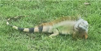 高雄绿鬣蜥移除争议！标案交台南厂商 农业局回应了