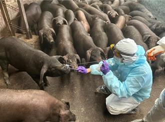 未裝GPS就上路？活豬屠體運輸業者小心挨罰 最高15萬