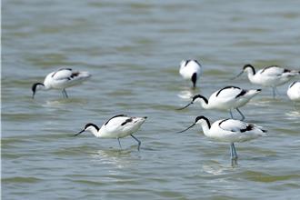 新竹金城湖驚喜！優雅「反嘴鴴」現身